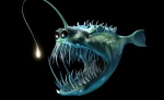 anglerfish-628