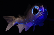 lantern fish